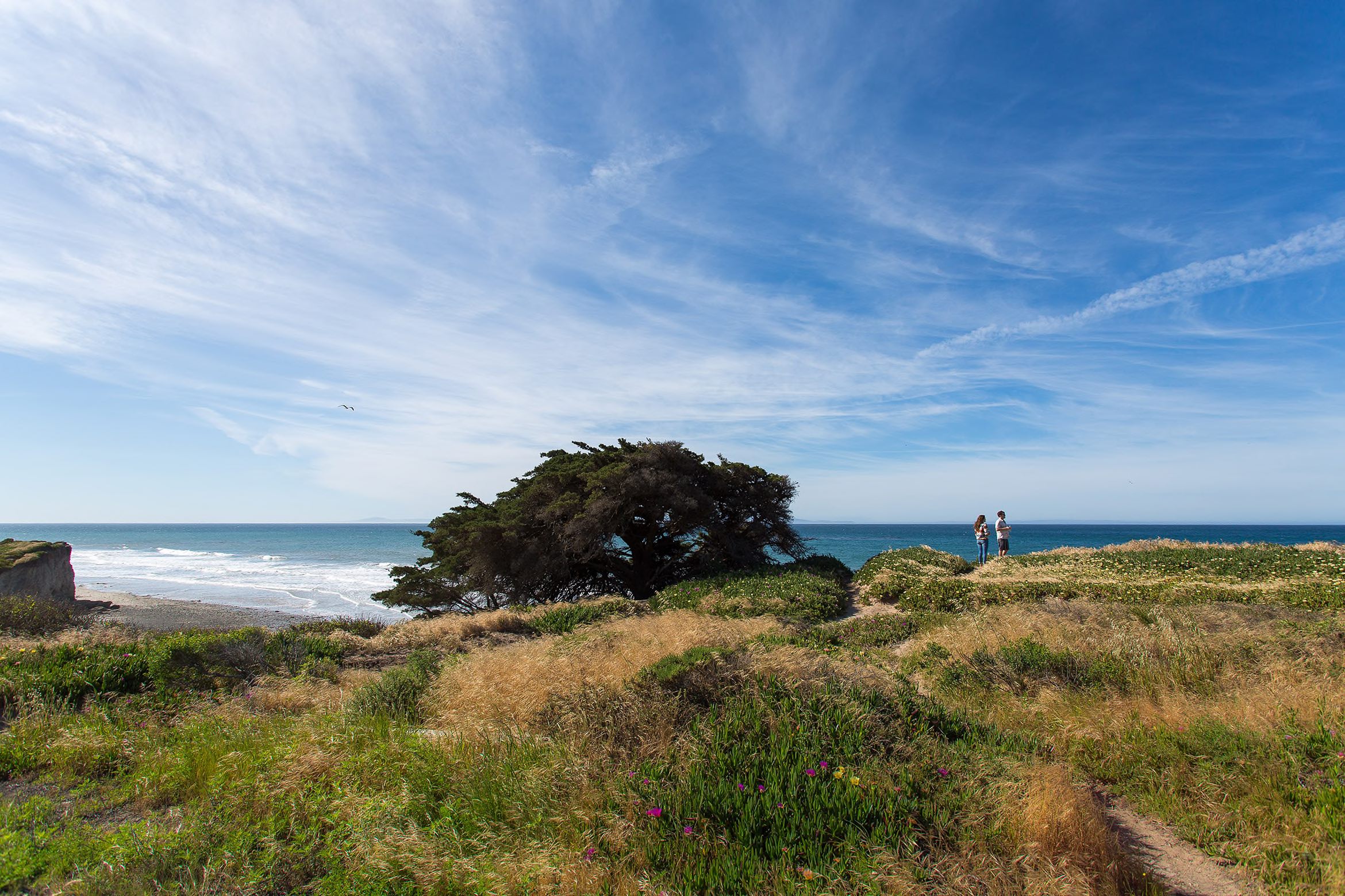 Two people stand on a grassy coastal bluff overlooking the ocean, with a large tree nearby under a bright, wispy sky.